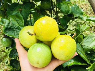 冬喝金色百香果蜂蜜茶,这是新摘下来的金色百香果，色泽金黄，鲜嫩多汁。 百香果原产巴西，俗称“巴西果”、“鸡蛋果”，因其果汁营养丰富，气味特别芳香，可散发出香蕉、菠萝、柠檬、石榴等众多水果的香味而被举为“百香果”，又有 “果汁之王”的美称。百香果含有人体所需17种氨基酸、多种维生素和类胡萝卜素，还有丰富的钙、磷、铁等物质及微量元素，所以百香果具有极高的营养价值和养生价值。 
百香果有两种颜色，一种是紫色的百香果，一种是金色的百香果，金色的百香果更加香甜可口。